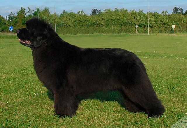 Фото: ньюфаундленд Sent Djons Romance of Love (Сент Джонс Романсе оф Лав)