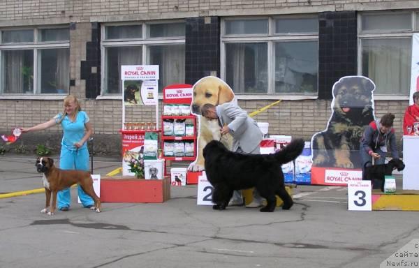 Фото: ньюфаундленд Ego Vysochestvo ot Sibirskogo Medvedja (Его Высочество от Сибирского Медведя)