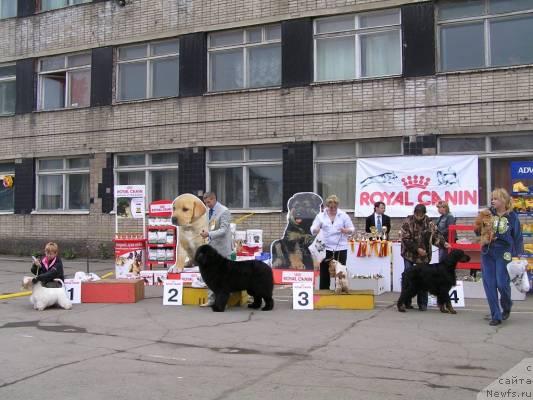 Фото: ньюфаундленд Ego Vysochestvo ot Sibirskogo Medvedja (Его Высочество от Сибирского Медведя)