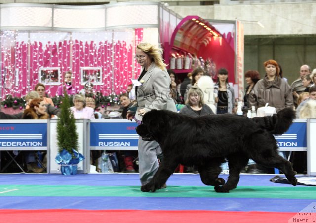 Фото: ньюфаундленд Kloofbears My Dream for Sent Djons