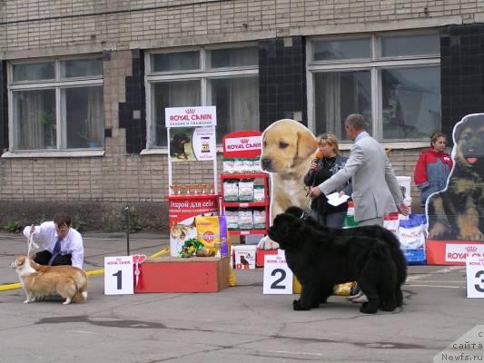 Фото: ньюфаундленд Ego Vysochestvo ot Sibirskogo Medvedja (Его Высочество от Сибирского Медведя), ньюфаундленд Chansi  iz  Medvejyego Yara (Чанси из Медвежьего Яра)