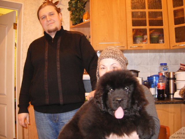 Фото: ньюфаундленд Smigar Go tu bi ze Fest (Смигар Го ту би зе Фест), и ее новые и очень ответственные!! Мама Ксения и Папа Антон.