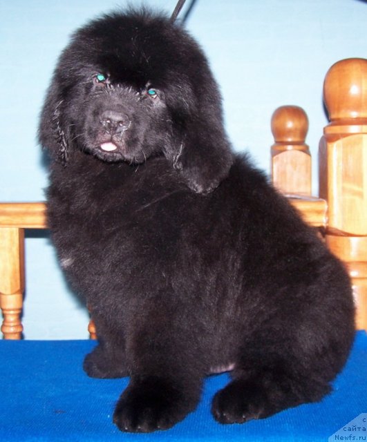 Фото: ньюфаундленд Akvatoriya Kelvin Olimpiyskiy Mishka (Акватория Келвин Олимпийский Мишка)