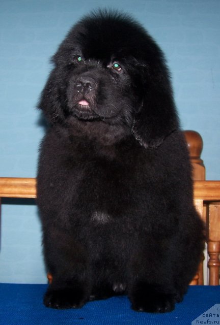 Фото: ньюфаундленд Akvatoriya Kelvin Olimpiyskiy Mishka (Акватория Келвин Олимпийский Мишка)