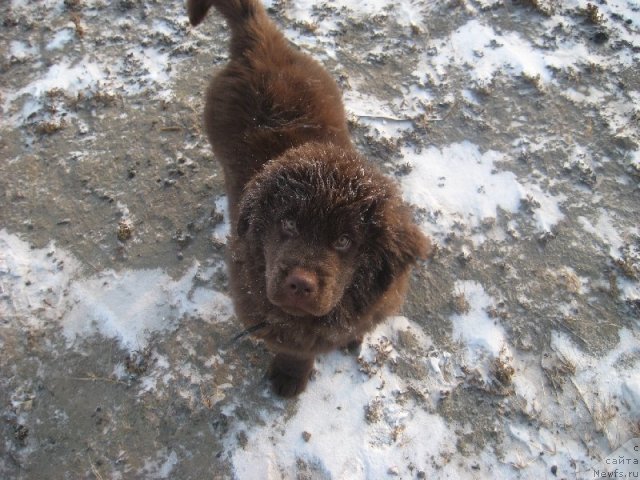 Фото: ньюфаундленд Bagryanaya Osen' iz Arkaima (Багряная Осень из Аркаима)