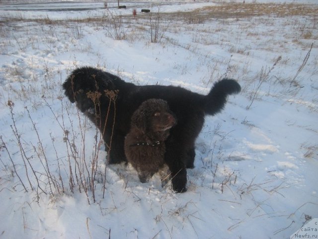 Фото: ньюфаундленд Bagryanaya Osen' iz Arkaima (Багряная Осень из Аркаима)
