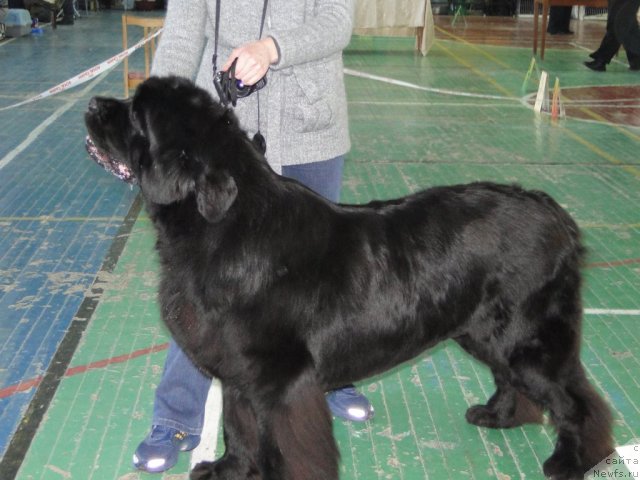 Фото: ньюфаундленд Ivan Tsarevich iz Tihogo Omuta (Иван Царевич из Тихого Омута)