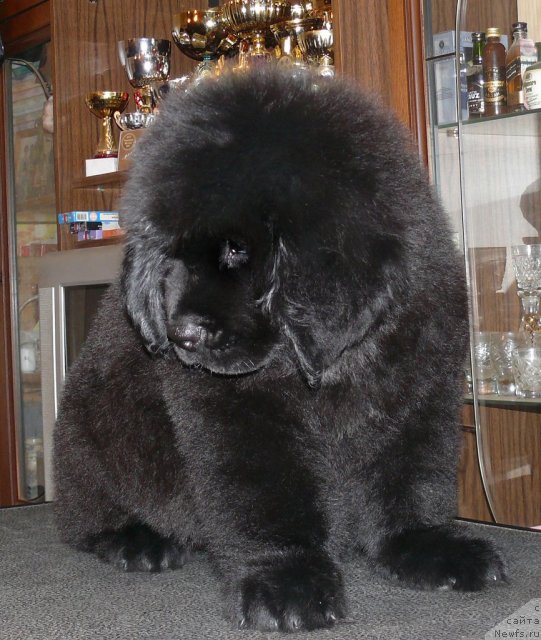 Фото: ньюфаундленд Donats Prayd Al'val'd King of YEl'f (Донатс Прайд Альвальд Кинг оф Эльф)