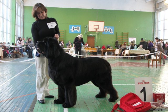 Фото: ньюфаундленд Ivan Tsarevich iz Tihogo Omuta (Иван Царевич из Тихого Омута)