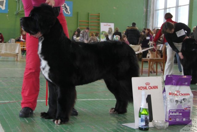 Фото: ньюфаундленд Orhideya Cvetok Lyubvi (Орхидея Цветок Любви)