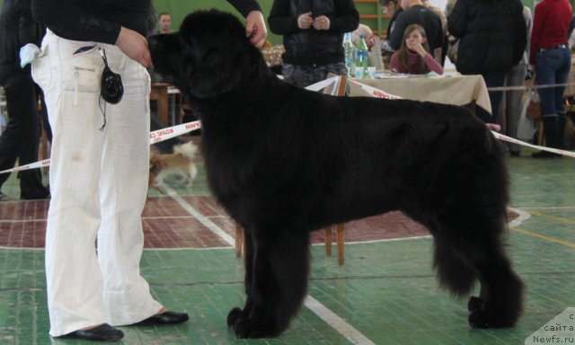 Фото: ньюфаундленд Super Premium Glukoza (Супер Премиум Глюкоза)