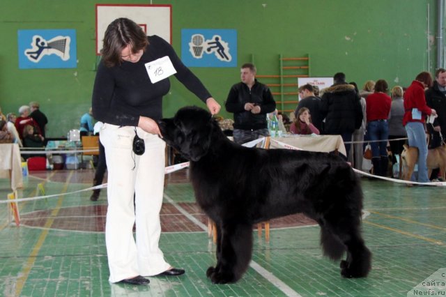 Фото: ньюфаундленд Super Premium Glukoza (Супер Премиум Глюкоза)