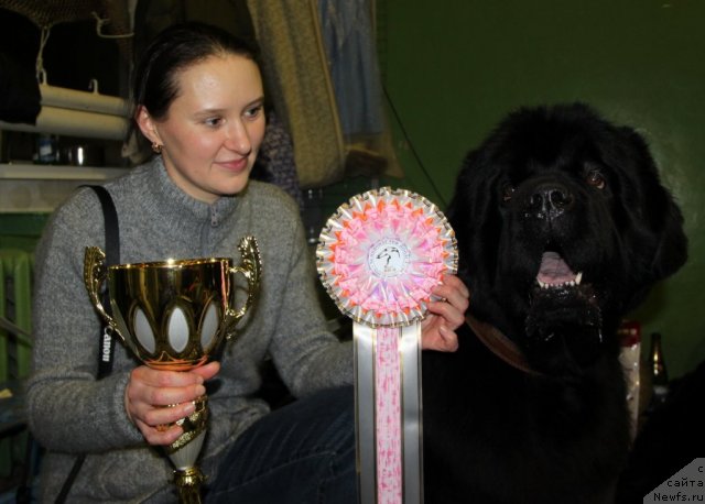 Фото: ньюфаундленд Ivan Tsarevich iz Tihogo Omuta (Иван Царевич из Тихого Омута), Irina CHistyakova (Ирина Чистякова)