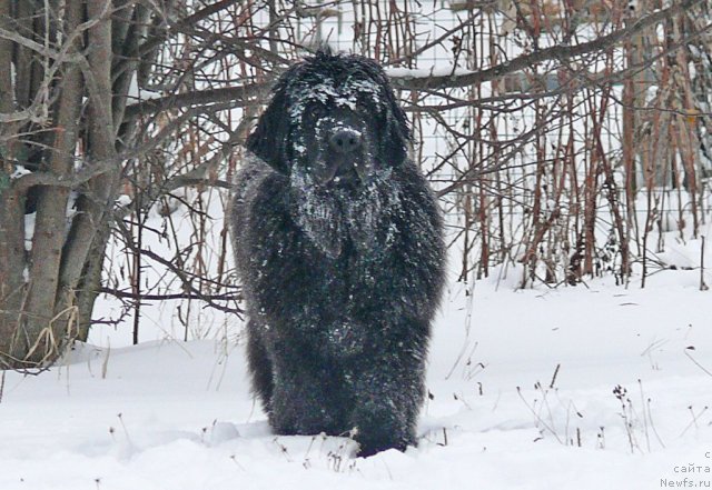 Фото: ньюфаундленд Donats Prayd Al'val'd King of YEl'f (Донатс Прайд Альвальд Кинг оф Эльф)
