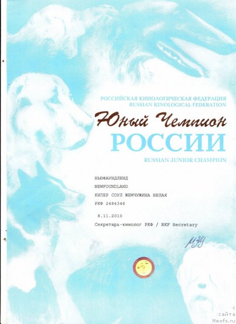 Фото: ньюфаундленд Kiper Soul Jemchujina Belaya (Кипер Соул Жемчужина Белая)
