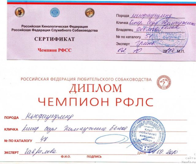 Фото: ньюфаундленд Kiper Soul Jemchujina Belaya (Кипер Соул Жемчужина Белая)