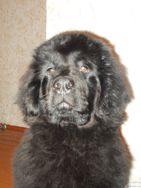 Фотография № 55406