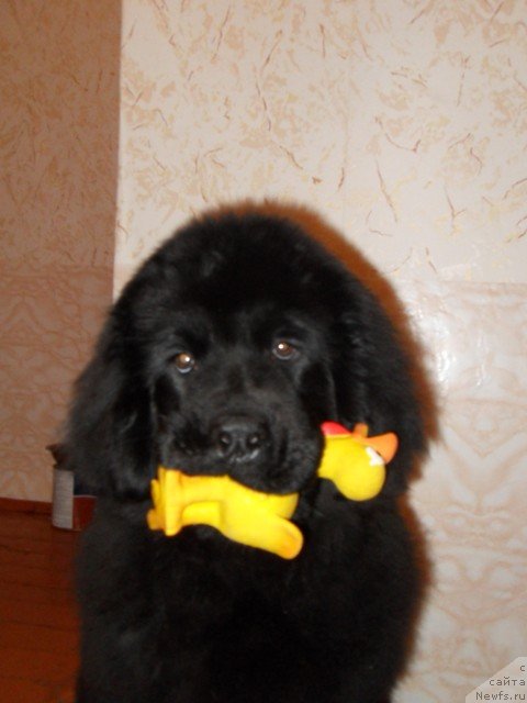 Фотография № 55407