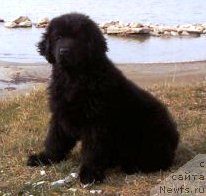 Фото: ньюфаундленд Ih Visochestvo Vilana Blum (Их Высочество Вилана Блум)