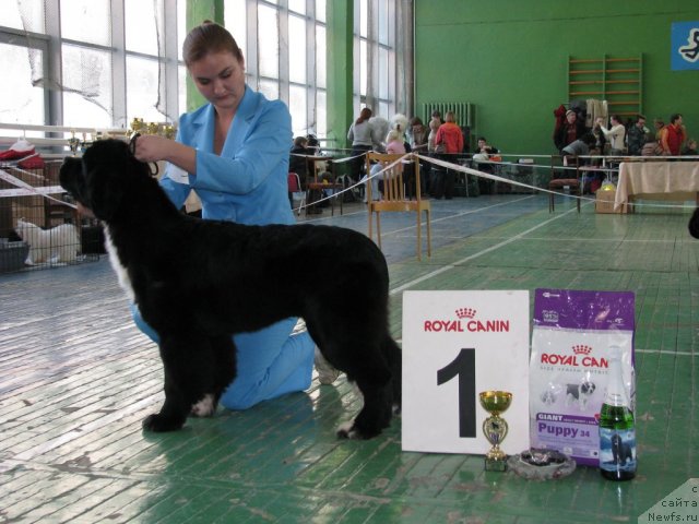 Фото: ньюфаундленд Ikona Stilya (Икона Стиля)