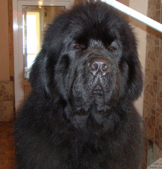 Фото: ньюфаундленд Francheska From The Newf's Hause (Франческа Фром зе Ньюфс Хаус)