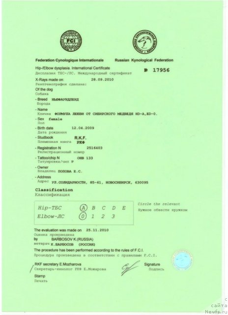 Фото: ньюфаундленд Formula Lyubvi ot Sibirskogo Medvedya (Формула Любви от Сибирского Медведя)