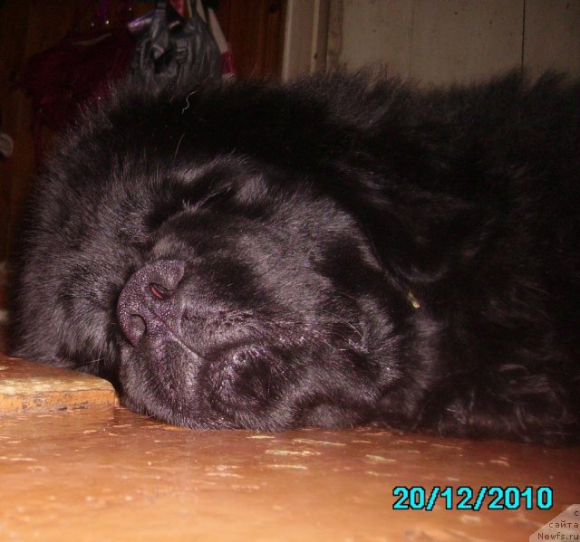 Фото: ньюфаундленд Ih Vyisochestvo Vladlena Madjiks (Их Высочество Владлена Маджикс)