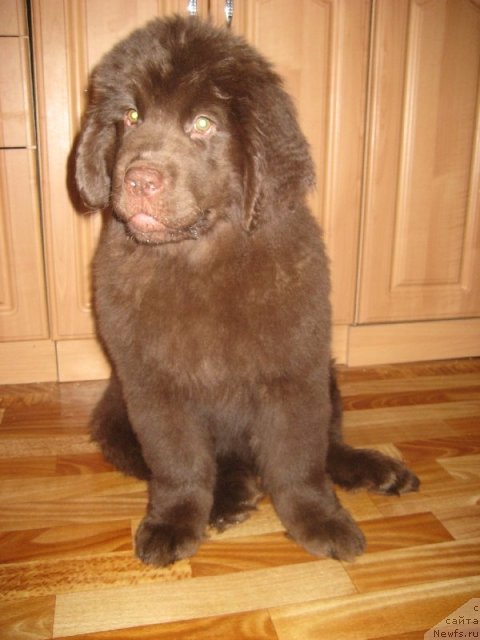 Фото: ньюфаундленд Bagryanaya Osen' iz Arkaima (Багряная Осень из Аркаима)