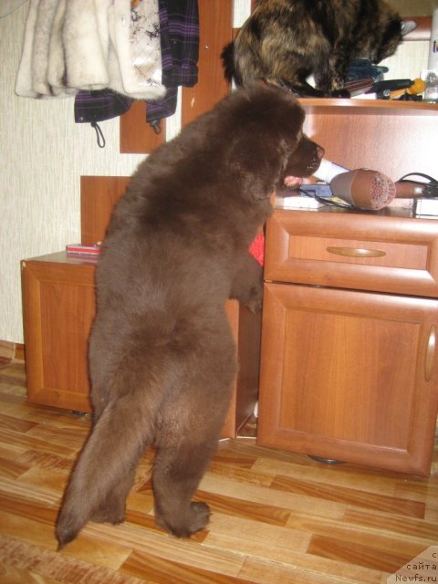 Фото: ньюфаундленд Bagryanaya Osen' iz Arkaima (Багряная Осень из Аркаима)