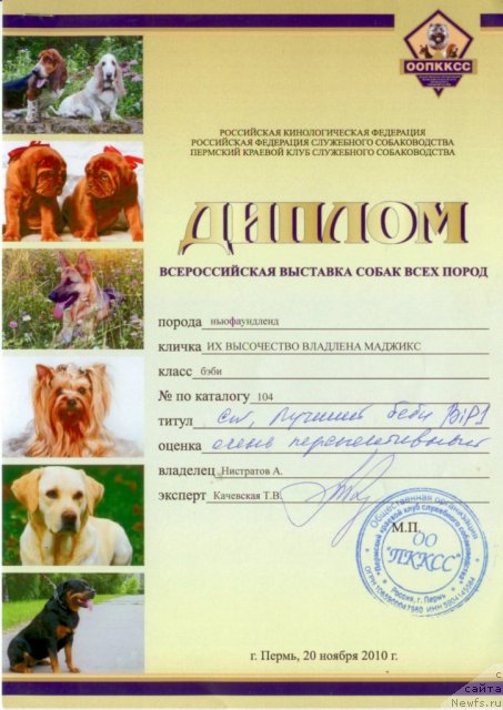 Фото: ньюфаундленд Ih Vyisochestvo Vladlena Madjiks (Их Высочество Владлена Маджикс)