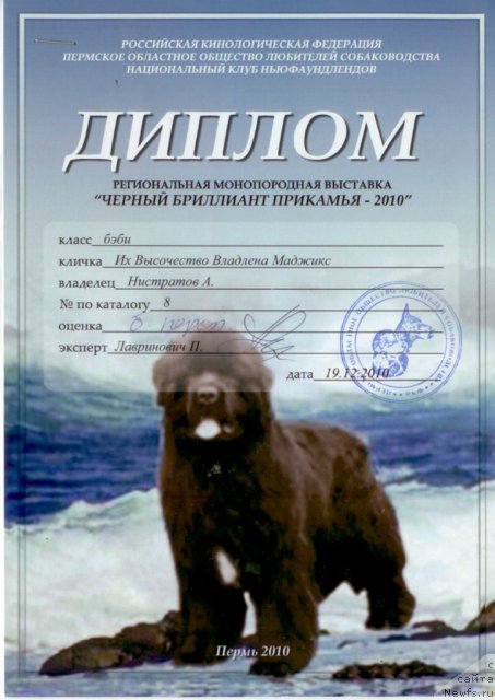 Фото: ньюфаундленд Ih Vyisochestvo Vladlena Madjiks (Их Высочество Владлена Маджикс)