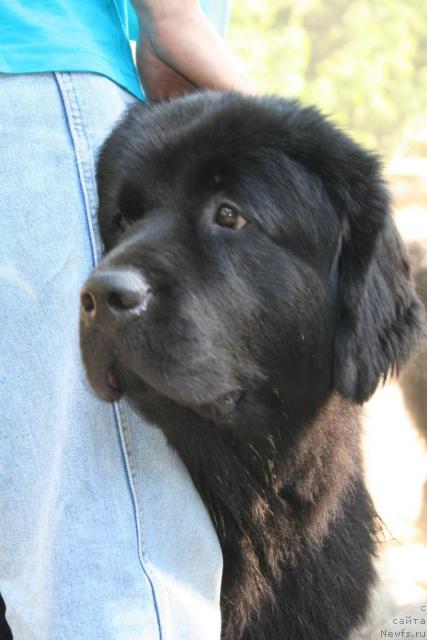 Фото: ньюфаундленд Usatyiy Nyan' Timosha (Усатый Нянь Тимоша)