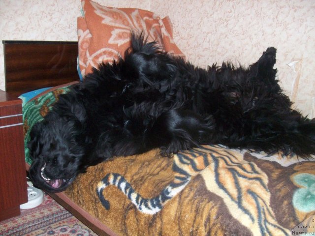 Фото: ньюфаундленд Yarada iz Sibirskoy Glubinki (Ярада из Сибирской Глубинки)