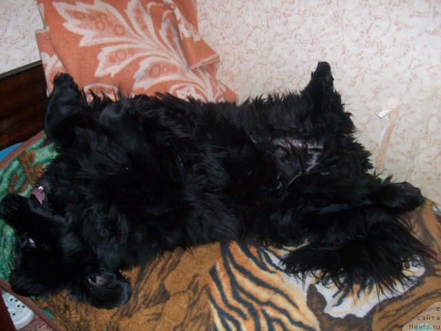 Фото: ньюфаундленд Yarada iz Sibirskoy Glubinki (Ярада из Сибирской Глубинки)