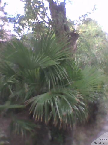 Фото: Diana Larina (Диана Ларина)