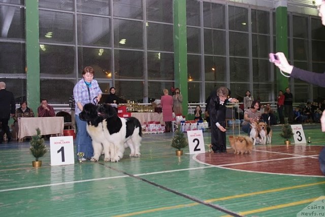 Фото: Nataliya Snigireva (Наталия Снигирева), ньюфаундленд Super Premium Zhodo Ferolli (Супер Премиум Жодо Феролли), ньюфаундленд Super Premium Zheneva (Супер Премиум Женева)