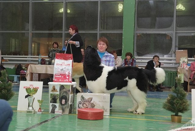 Фото: Nataliya Snigireva (Наталия Снигирева), ньюфаундленд Super Premium Zheneva (Супер Премиум Женева)