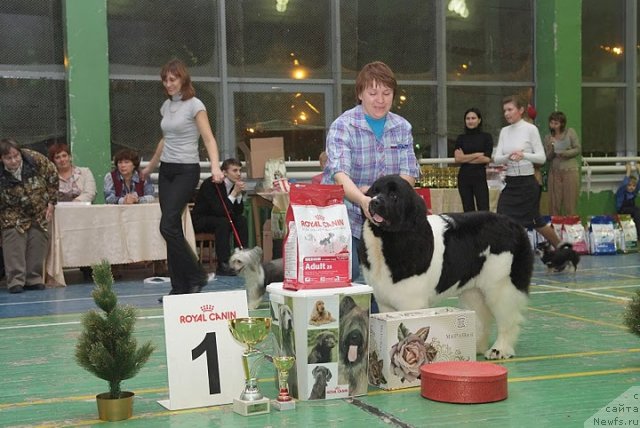 Фото: Nataliya Snigireva (Наталия Снигирева), ньюфаундленд Super Premium Zheneva (Супер Премиум Женева)