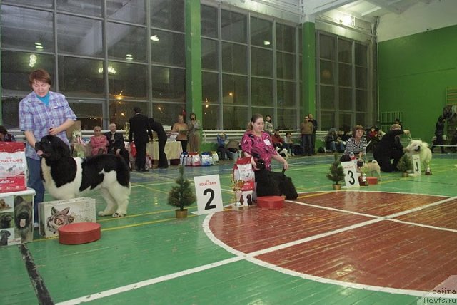 Фото: Nataliya Snigireva (Наталия Снигирева), ньюфаундленд Super Premium Zheneva (Супер Премиум Женева)