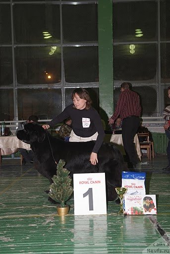 Фото: ньюфаундленд Ivan Tsarevich iz Tihogo Omuta (Иван Царевич из Тихого Омута)