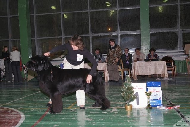 Фото: ньюфаундленд Ivan Tsarevich iz Tihogo Omuta (Иван Царевич из Тихого Омута)
