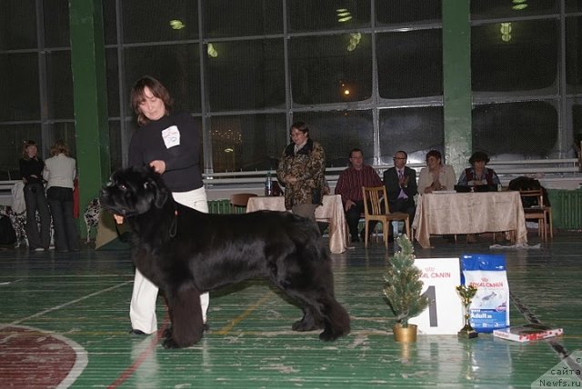 Фото: ньюфаундленд Ivan Tsarevich iz Tihogo Omuta (Иван Царевич из Тихого Омута)