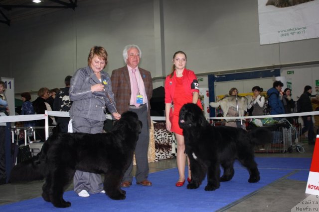 Фото: ньюфаундленд Beguschaya po Volnam Regatta Katti Sark (Бегущая по Волнам Регатта Катти Сарк), ньюфаундленд Bowaters Braveheart Nuo Ozo Kalvu