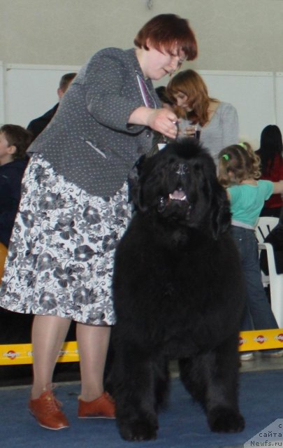Фото: ньюфаундленд Akvatoriya Kelvin Zaskiya (Акватория Келвин Заския)