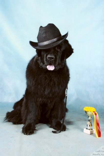 Фото: ньюфаундленд Sent Djons S'yuzi Kvatro (Сент Джонс Сьюзи Кватро)