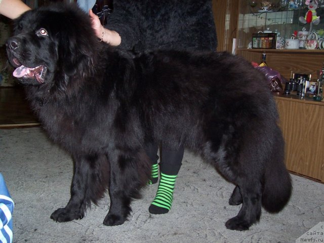 Фотография № 55469