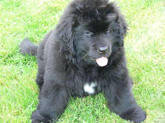 Фото: ньюфаундленд O Black Diamond Little Bear (О Блек Диамонд Литтл Беар)