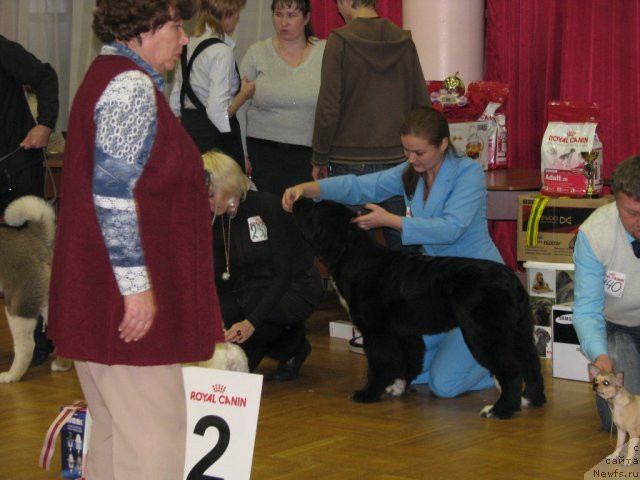 Фото: ньюфаундленд Ikona Stilya (Икона Стиля)