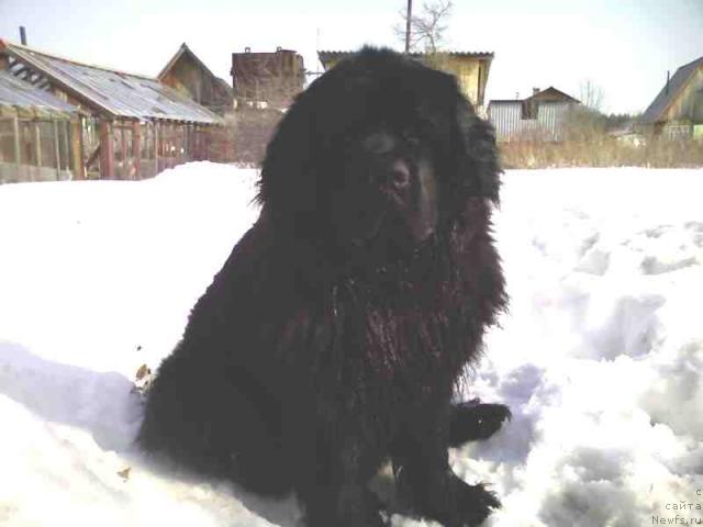 Фото: ньюфаундленд Obush SHed YUray Hip (Обуш Шед Юрай Хип)