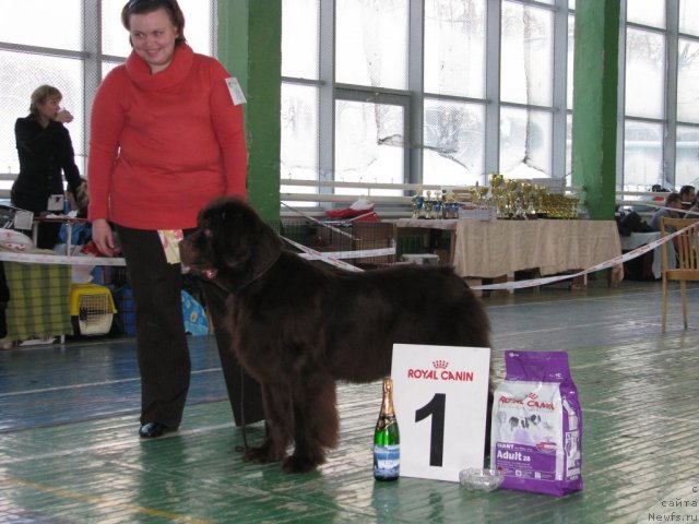 Фото: ньюфаундленд Koketka ot CHannel iz Medvej'ego YAra (Кокетка от Чаннел из Медвежьего Яра)